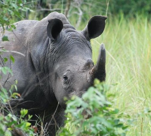 Ziwa Rhino in Uganda