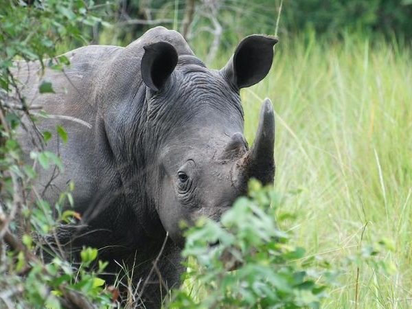 Ziwa Rhino in Uganda