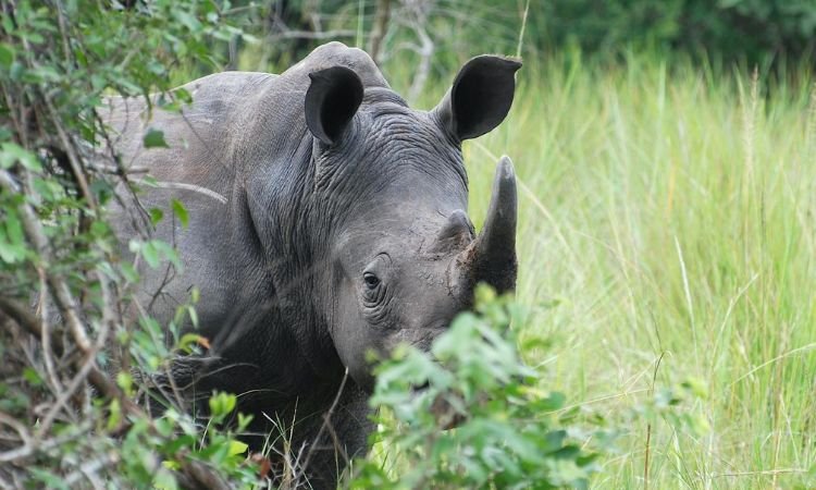 Ziwa Rhino in Uganda