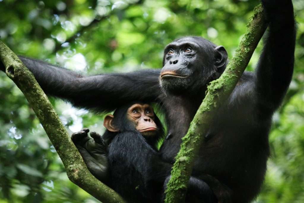 Where to find Chimpanzee