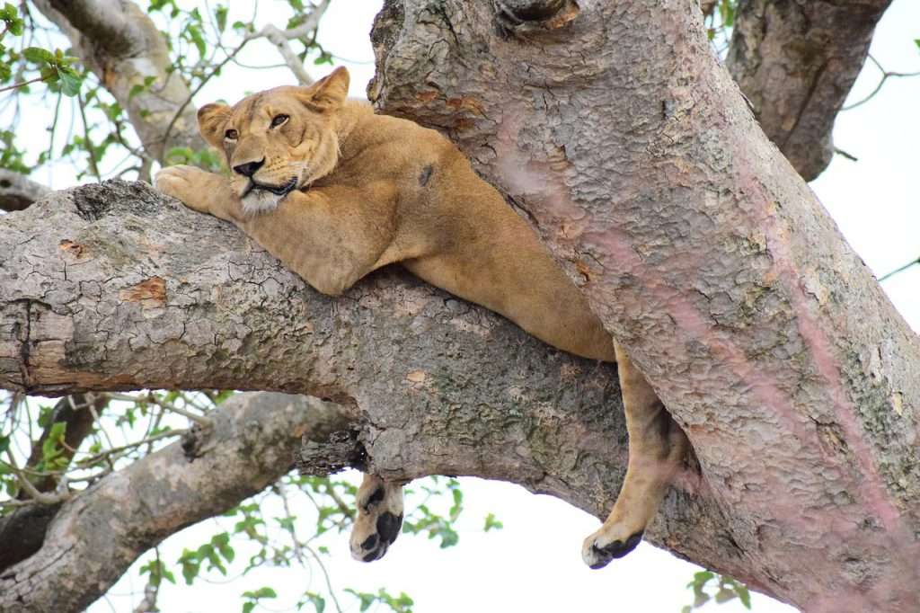 Queen Elizabeth National Park uganda