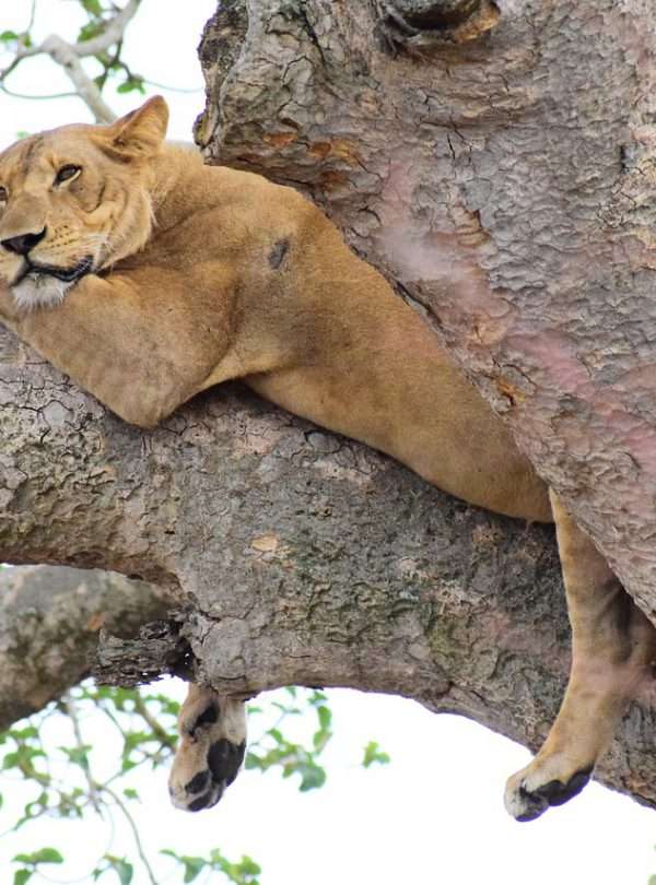 Queen Elizabeth National Park uganda