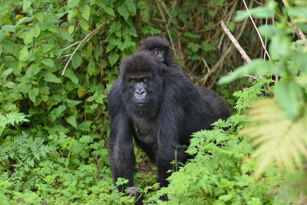 5 Days Gorilla and Chimpanzee Tracking