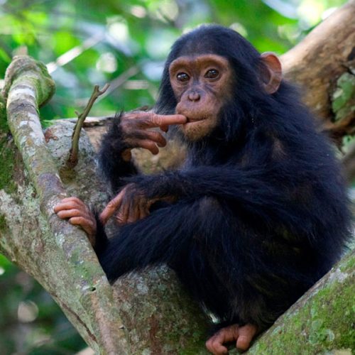 5-Day Uganda Primates Safari