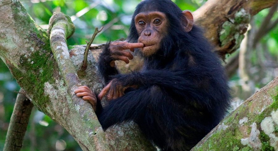 5-Day Uganda Primates Safari