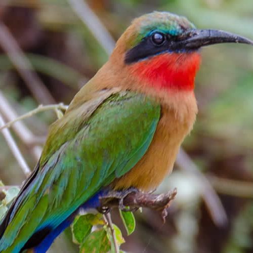 5 Days of Scenic Birding and Wildlife Exploration