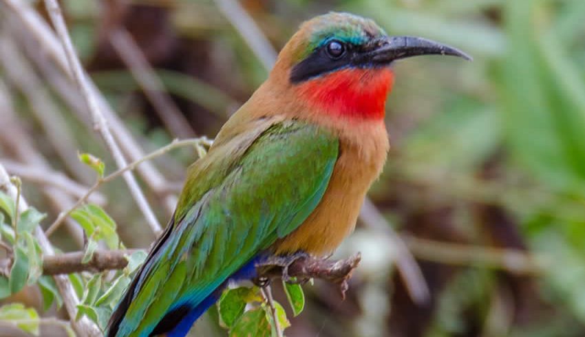 5 Days of Scenic Birding and Wildlife Exploration