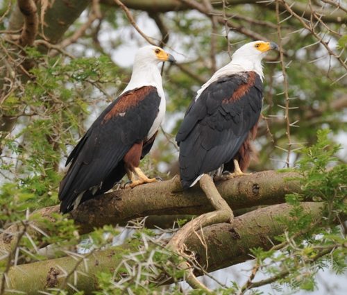 Birding and wildlife