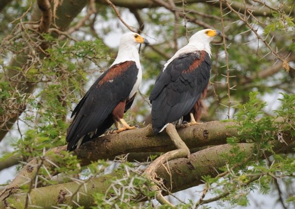 Birding and wildlife