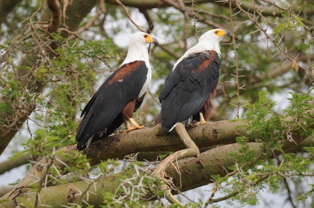 Birding and wildlife