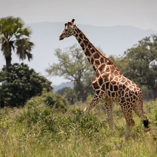 Kidepo Valley National Park