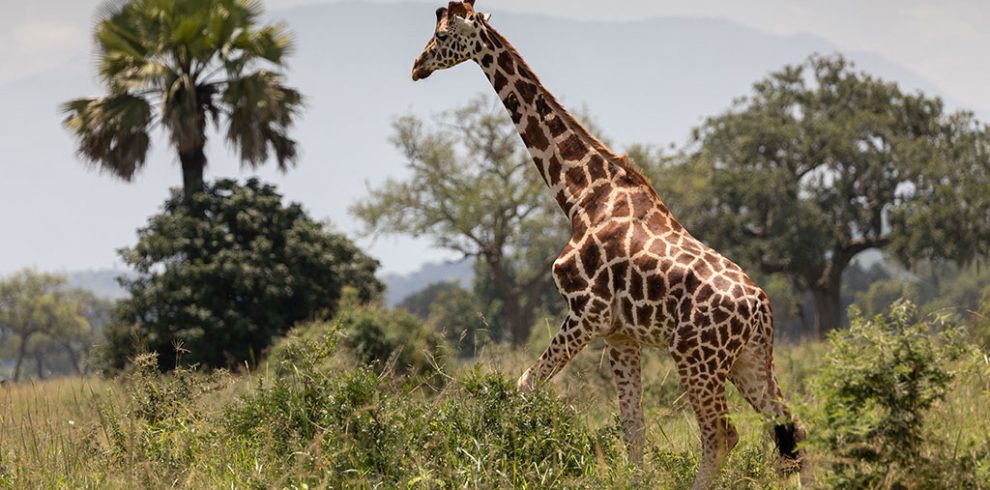 Kidepo Valley National Park