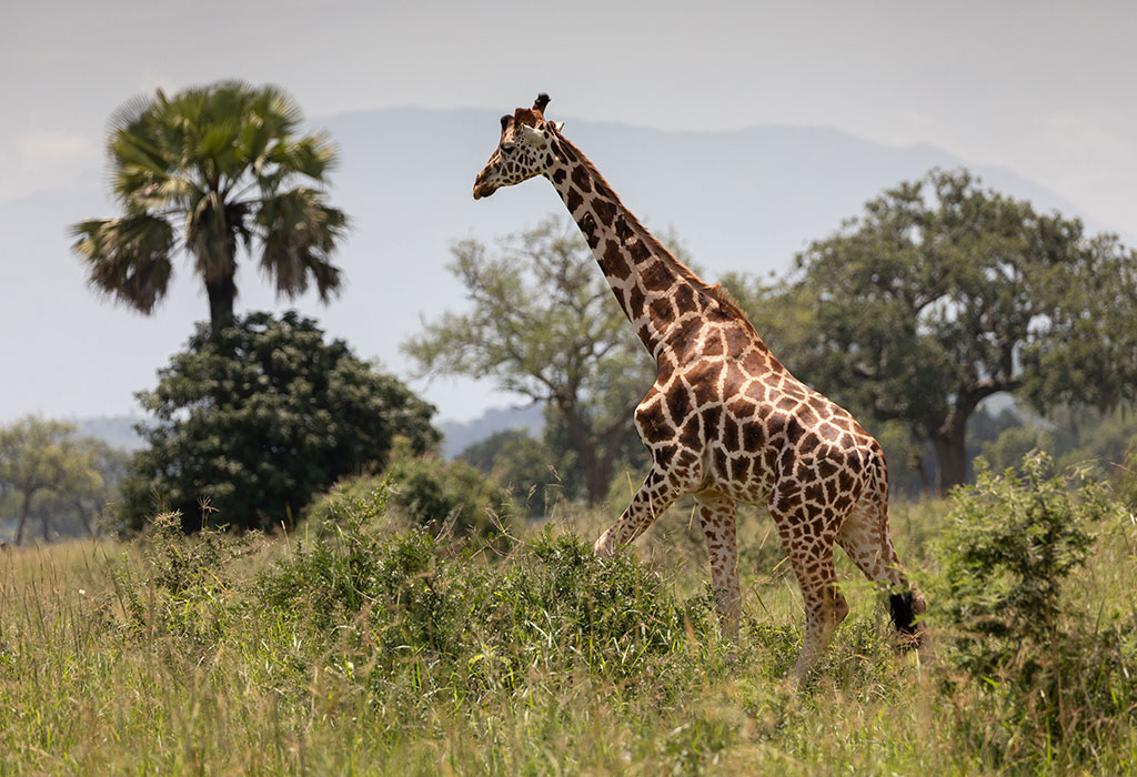 Kidepo Valley National Park
