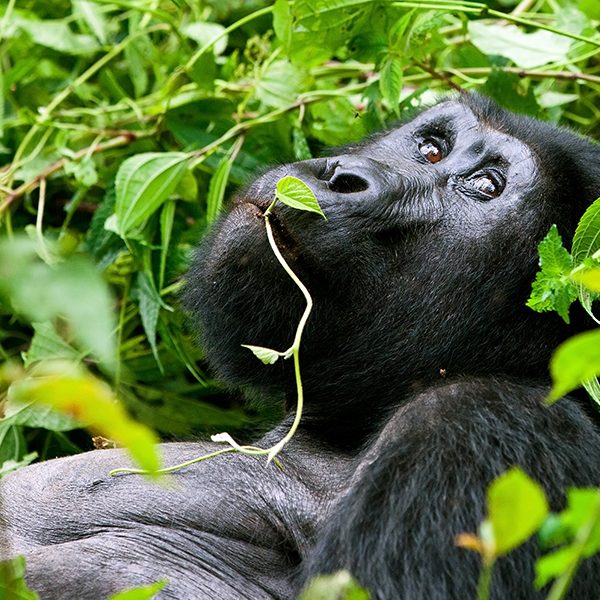 5 Days Volcanoes National Park Gorilla Encounter