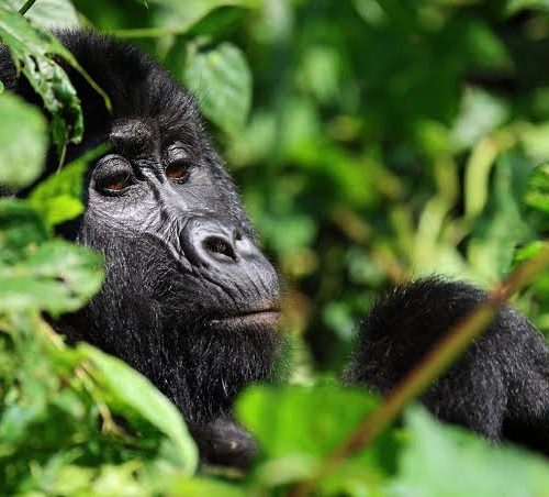 gorilla trekking adventure