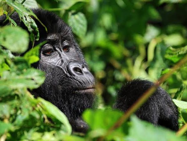 gorilla trekking adventure