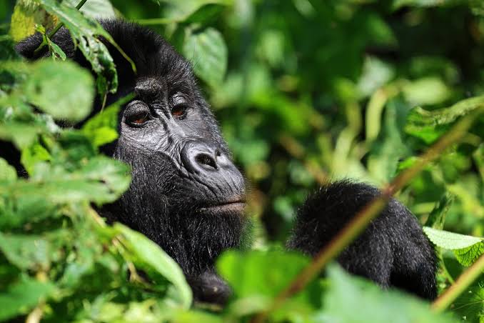 gorilla trekking adventure