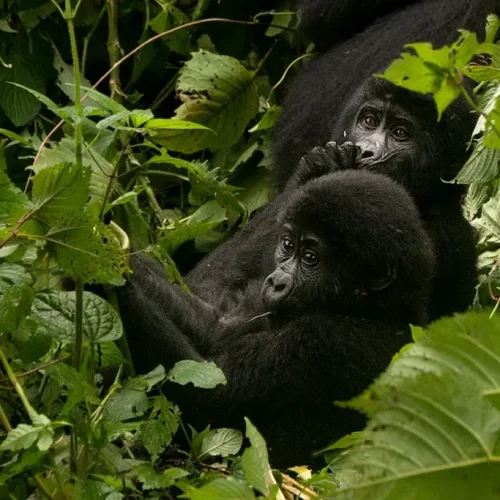 Gorilla Trekking Experience