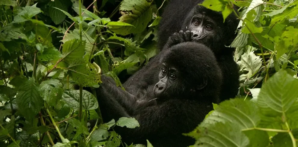 Gorilla Trekking Experience