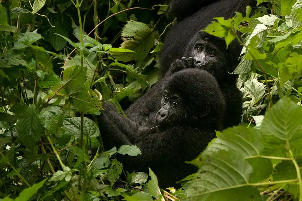 Gorilla Trekking Experience