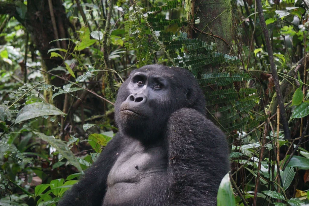Gorilla Trekking with A&S Safaris