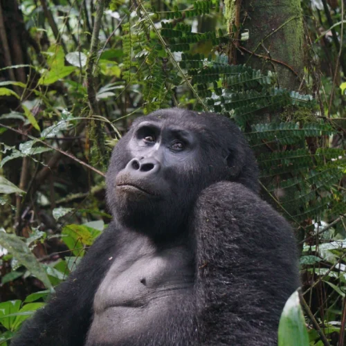 Gorilla Trekking with A&S Safaris