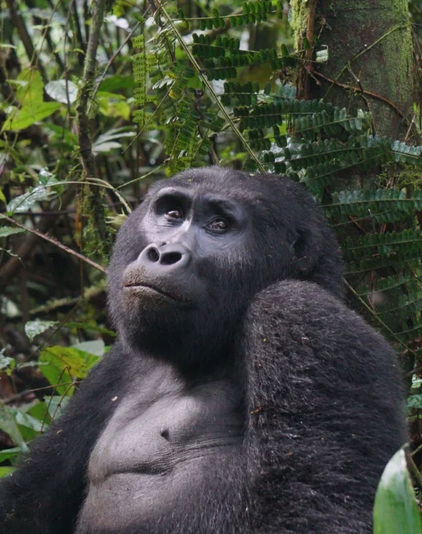 Gorilla Trekking with A&S Safaris