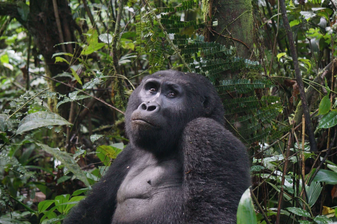 Gorilla Trekking with A&S Safaris