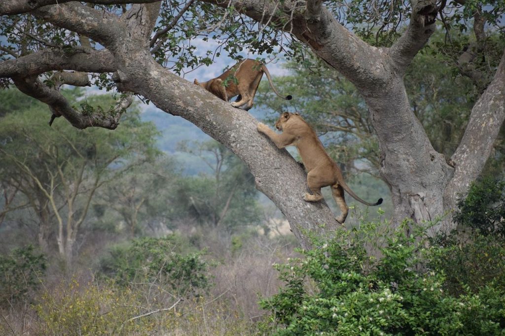 Queen Elizabeth Wildlife Safari