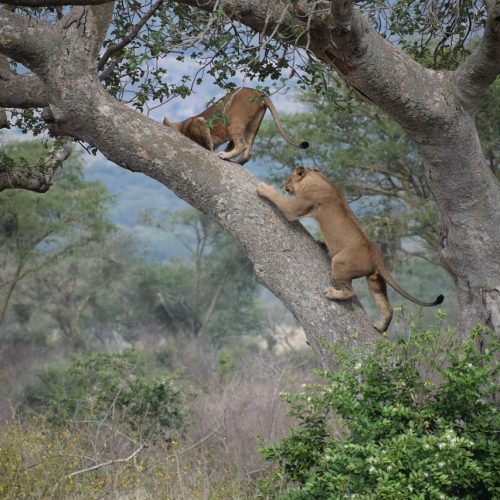 Queen Elizabeth Wildlife Safari