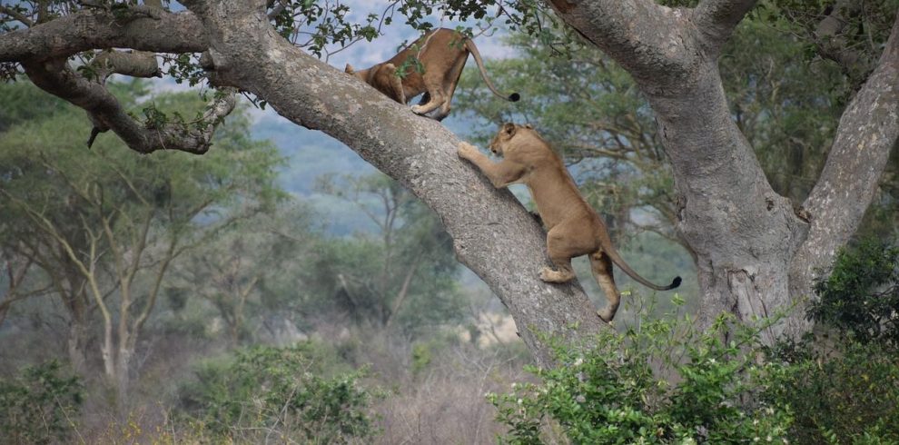 Queen Elizabeth Wildlife Safari