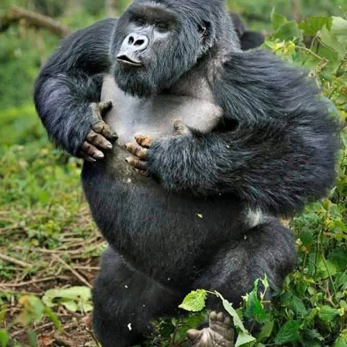 Meet Gorillas with A&S Safaris