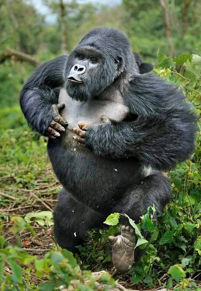 Meet Gorillas with A&S Safaris