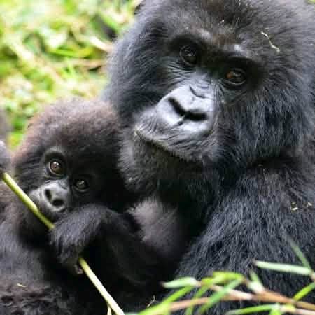 Gorilla Trekking