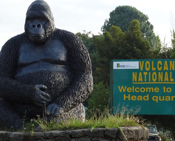 2 Days Rwanda Gorilla Safari