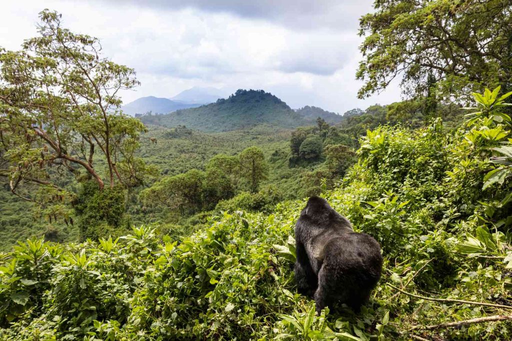 5 Days Volcanoes National Park Gorilla Encounter