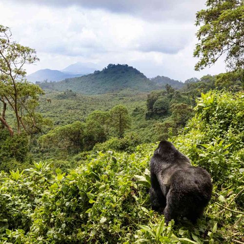 5 Days Volcanoes National Park Gorilla Encounter